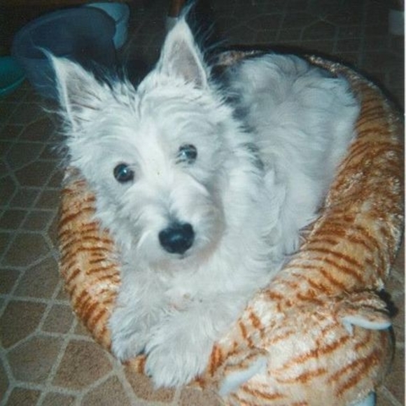 Meet your Posher, Nancy - Picture 1 of 1